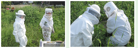 ハチの巣の撤去・駆除作業