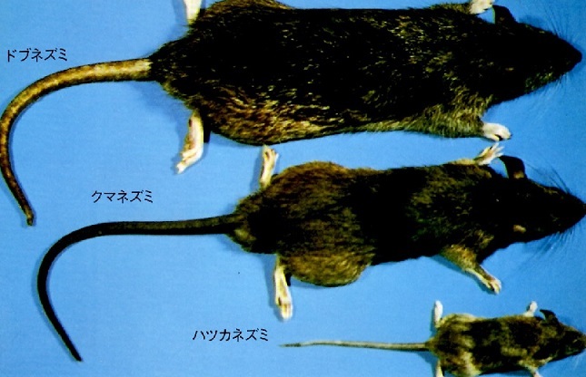 ネズミ