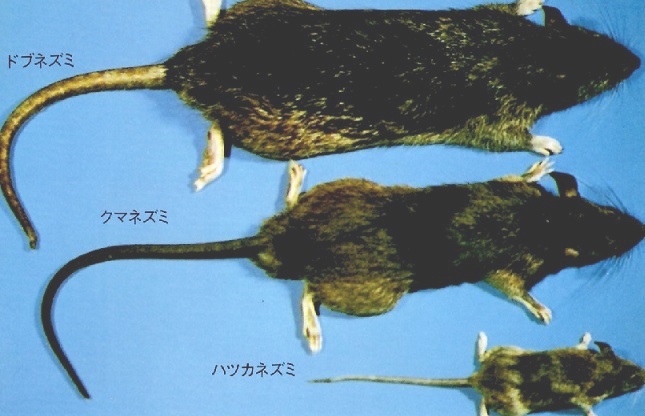 ネズミ